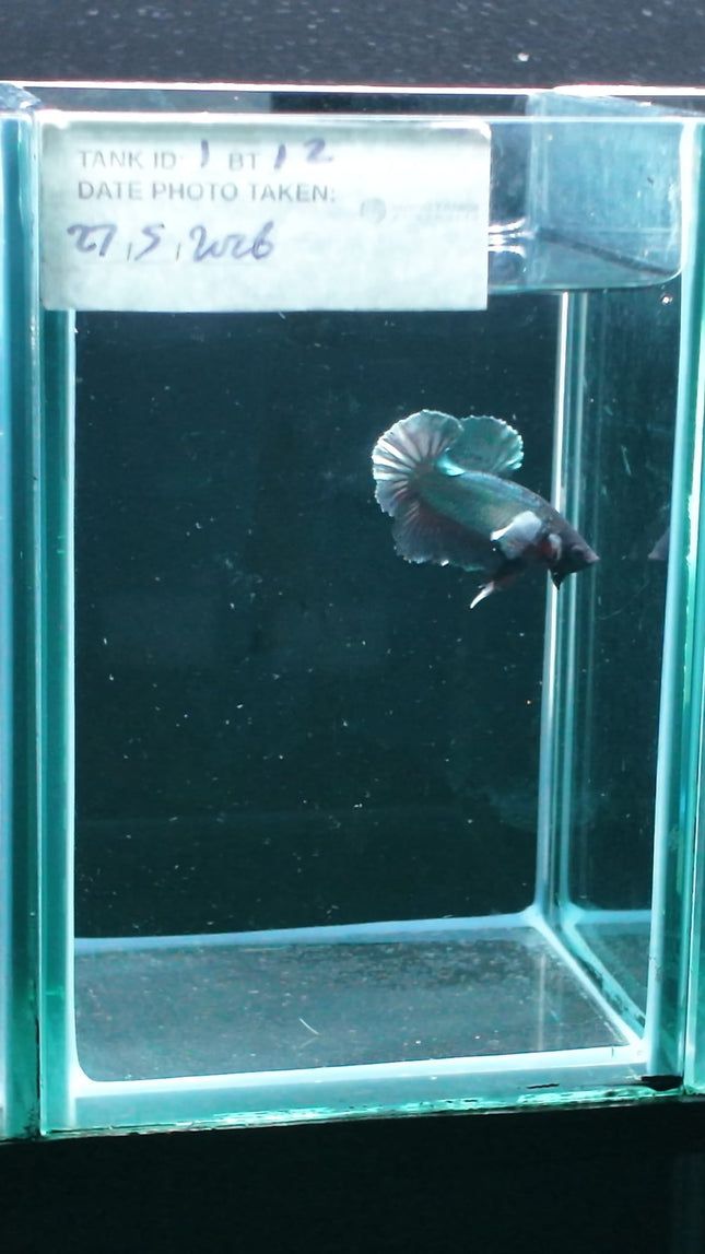 1BT12 - [ARRIVED 27 - MAY - 2026] Halfmoon Plakat Elephant Ear Betta Male - Nano Tanks Australia