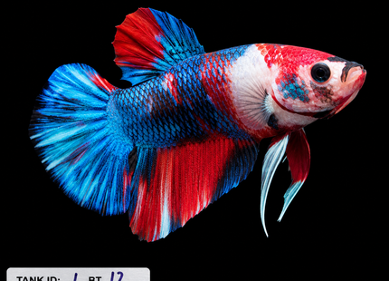 1BT12 - Halfmoon Plakat Betta Male - Nano Tanks Australia