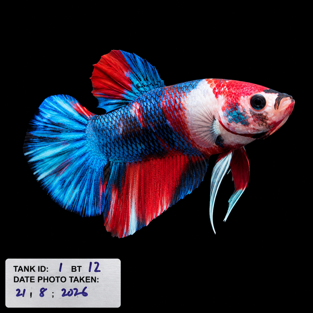 1BT12 - Halfmoon Plakat Betta Male - Nano Tanks Australia