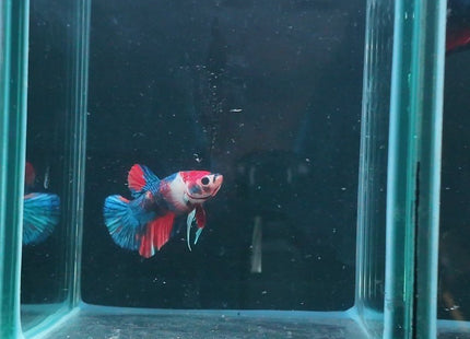 1BT12 - Halfmoon Plakat Betta Male - Nano Tanks Australia