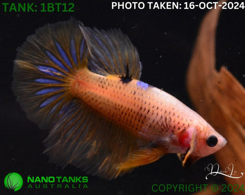 1BT12 - Yellow Fancy Halfmoon Betta Male - Nano Tanks Australia Aquarium Shop