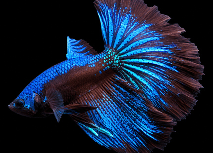 1BT13 - [ARRIVED 1-JUL-2026] Avatar Halfmoon Betta Male - Nano Tanks Australia