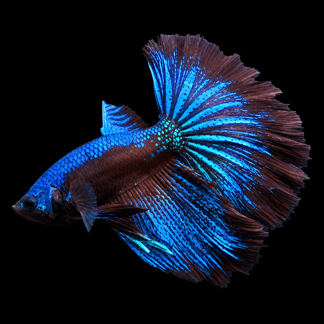 1BT13 - [ARRIVED 1-JUL-2026] Avatar Halfmoon Betta Male - Nano Tanks Australia