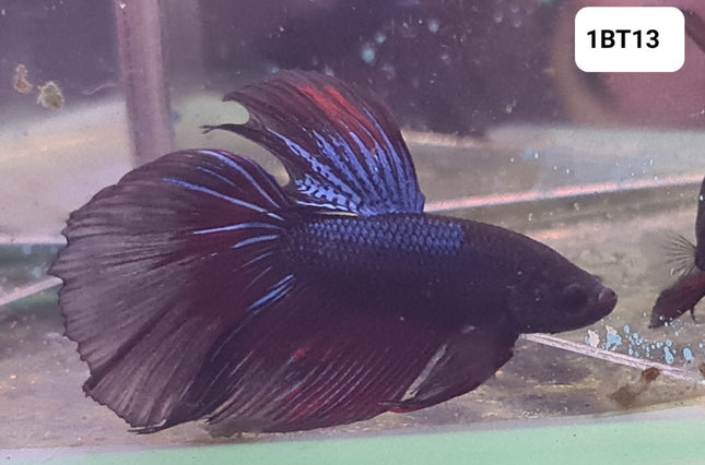 1BT13 - [ARRIVED 2 - JUL - 2025] Red Fancy Halfmoon Betta Male - Nano Tanks Australia