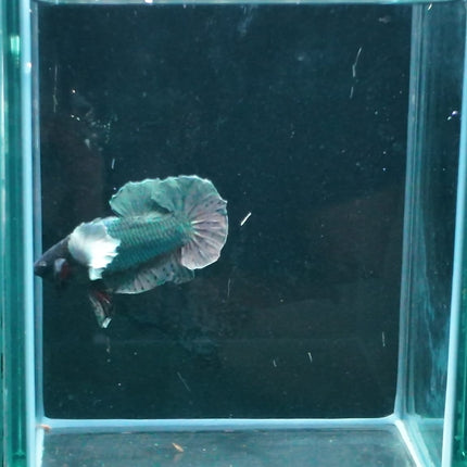 1BT13 - [ARRIVED 27 - MAY - 2026] Halfmoon Plakat Elephant Ear Betta Male - Nano Tanks Australia