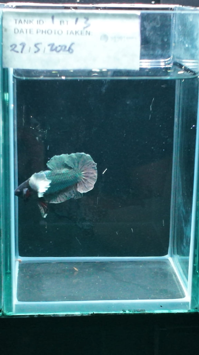 1BT13 - [ARRIVED 27 - MAY - 2026] Halfmoon Plakat Elephant Ear Betta Male - Nano Tanks Australia