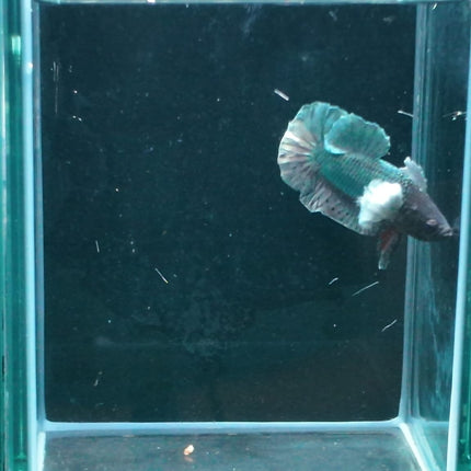 1BT13 - [ARRIVED 27 - MAY - 2026] Halfmoon Plakat Elephant Ear Betta Male - Nano Tanks Australia