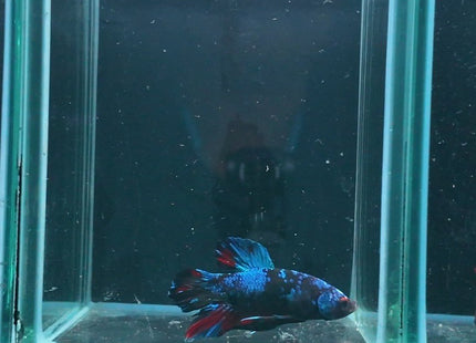 1BT13 - Halfmoon Plakat Betta Male - Nano Tanks Australia