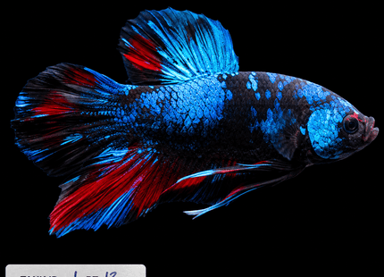 1BT13 - Halfmoon Plakat Betta Male - Nano Tanks Australia