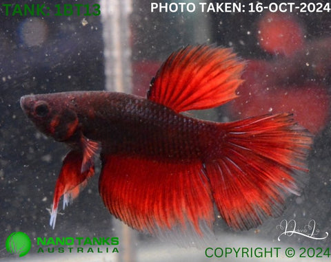 1BT13 - Red Fancy Halfmoon Betta Male - Nano Tanks Australia Aquarium Shop