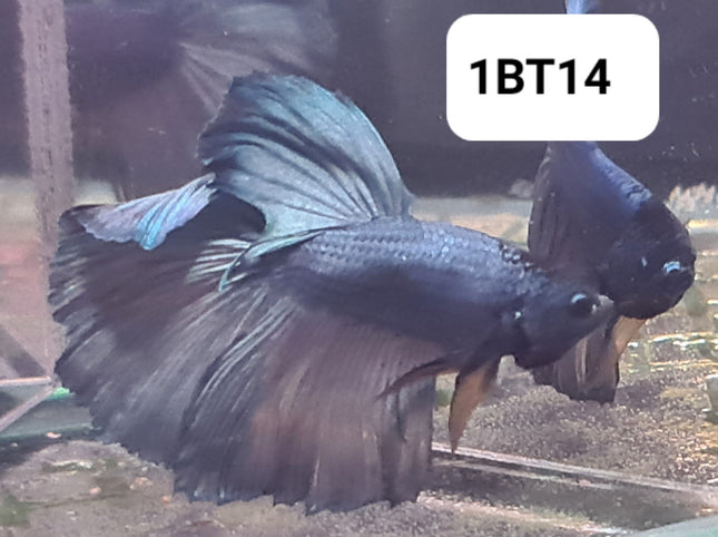1BT14 - [ARRIVED 2 - JUL - 2025] Silver Metallic Fancy Halfmoon Betta Male - Nano Tanks Australia