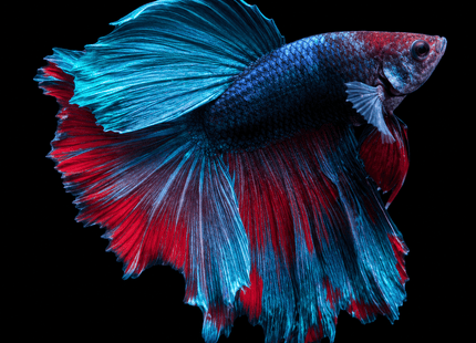 1BT14 - [ARRIVED 27-MAY-2026] Halfmoon Betta Male (Fins Mending) - Nano Tanks Australia