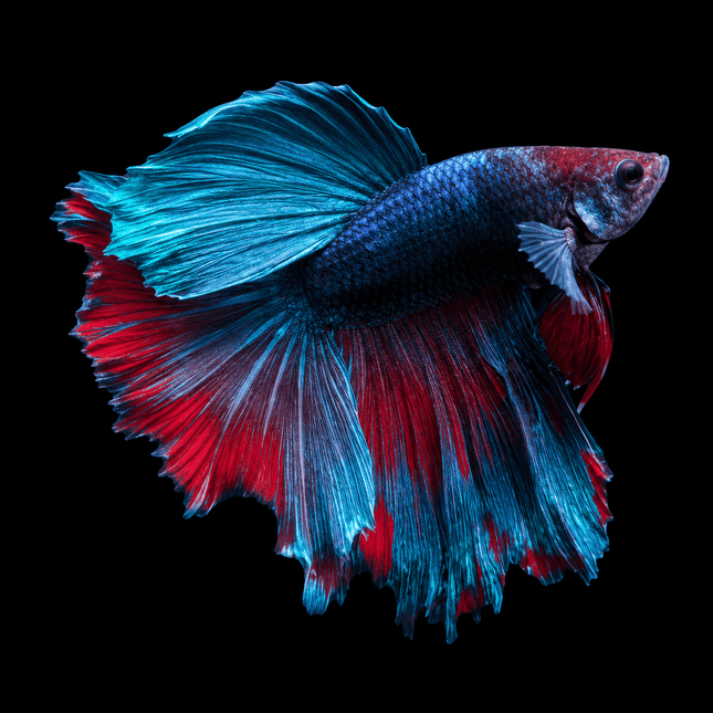 1BT14 - [ARRIVED 27-MAY-2026] Halfmoon Betta Male (Fins Mending) - Nano Tanks Australia