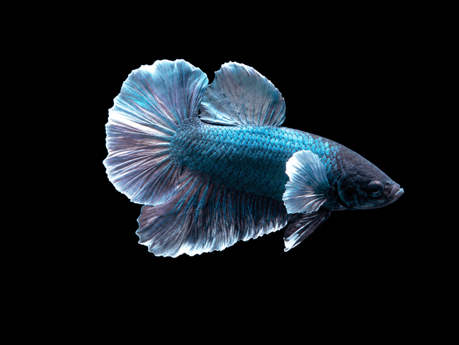 1BT14 - [ARRIVED 27-MAY-2026] Halfmoon Plakat Elephant Ear Betta Male - Nano Tanks Australia