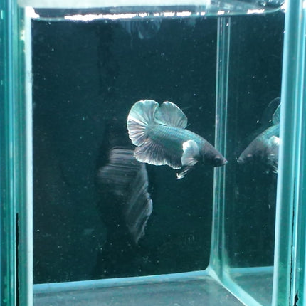 1BT14 - [ARRIVED 27 - MAY - 2026] Halfmoon Plakat Elephant Ear Betta Male - Nano Tanks Australia