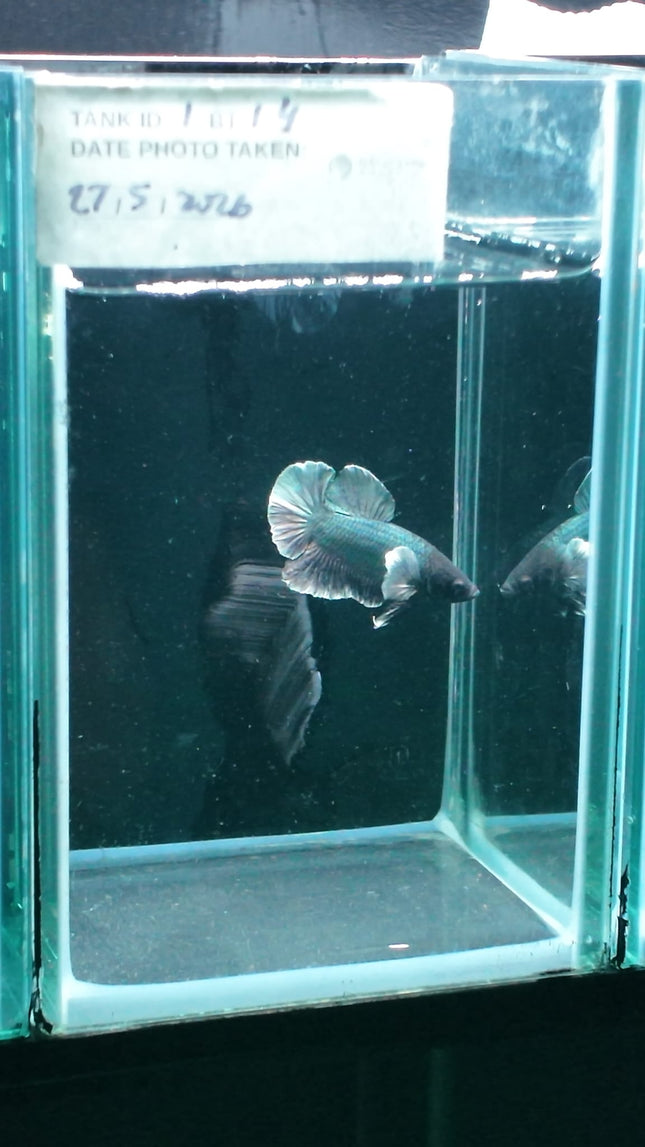1BT14 - [ARRIVED 27 - MAY - 2026] Halfmoon Plakat Elephant Ear Betta Male - Nano Tanks Australia