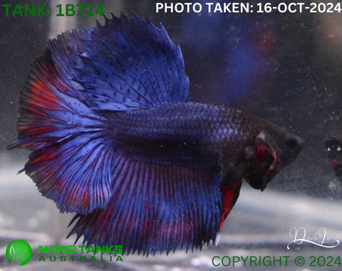 1BT14 - Blue Fancy Halfmoon Betta Male - Nano Tanks Australia Aquarium Shop