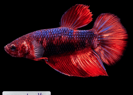 1BT14 - Giant Betta Male - Nano Tanks Australia