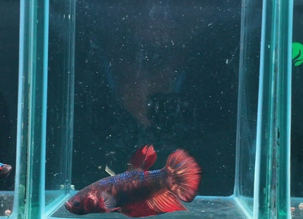 1BT14 - Giant Betta Male - Nano Tanks Australia
