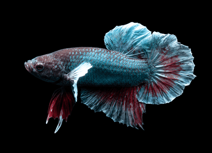 1BT15 - [ARRIVED 27-MAY-2026] Halfmoon Plakat Elephant Ear Betta Male - Nano Tanks Australia