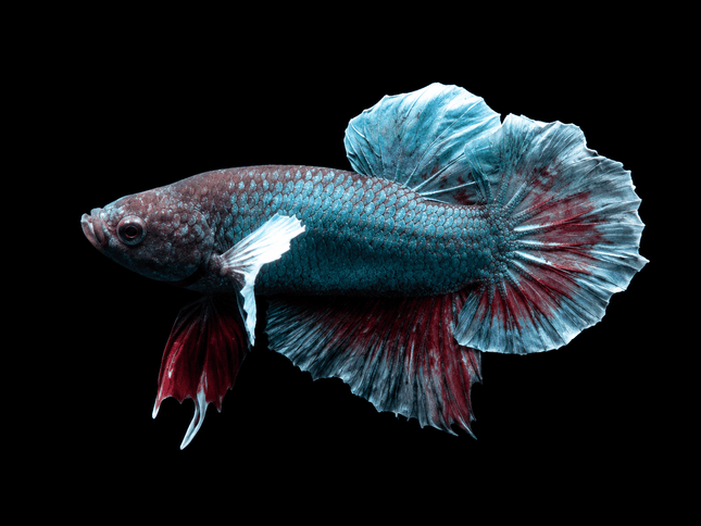 1BT15 - [ARRIVED 27-MAY-2026] Halfmoon Plakat Elephant Ear Betta Male - Nano Tanks Australia