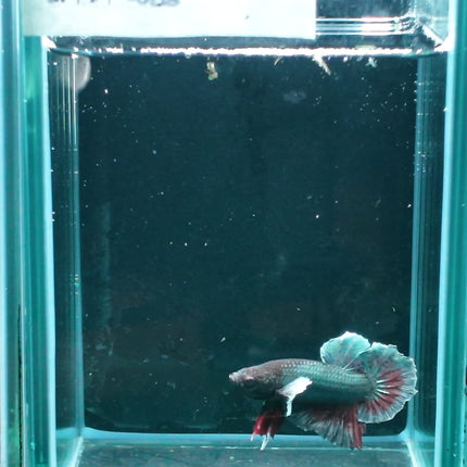 1BT15 - [ARRIVED 27 - MAY - 2026] Halfmoon Plakat Elephant Ear Betta Male - Nano Tanks Australia