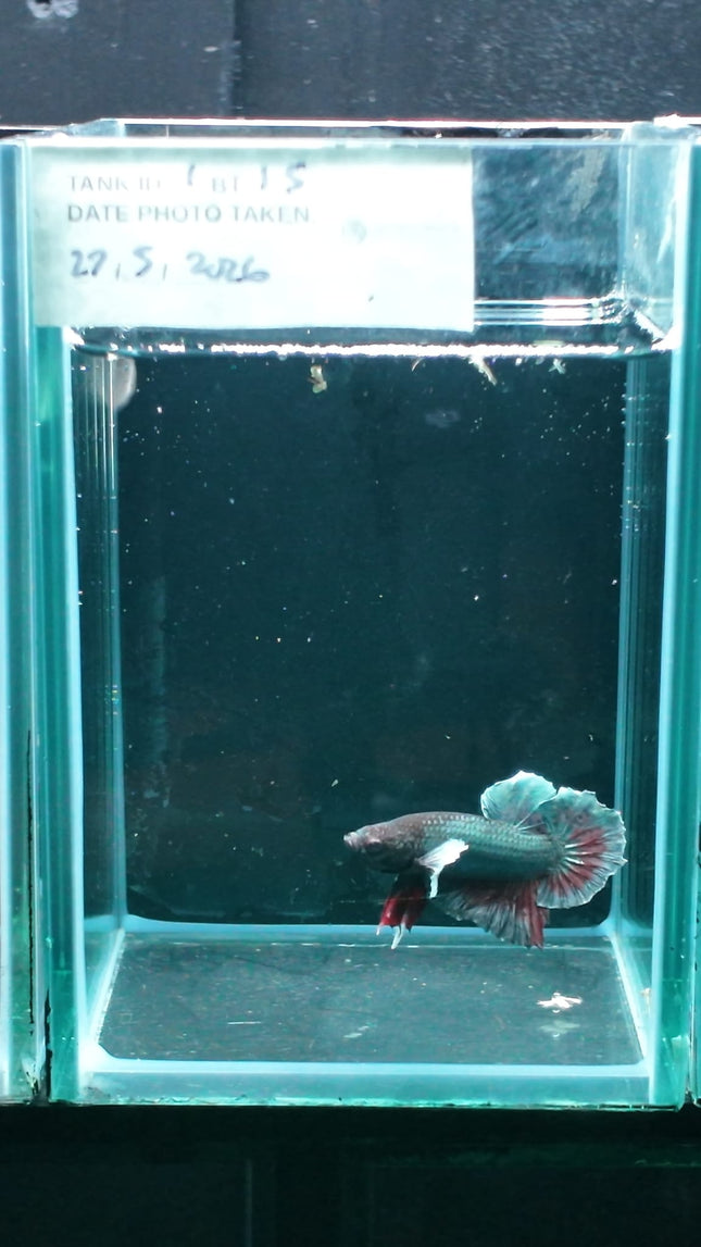 1BT15 - [ARRIVED 27 - MAY - 2026] Halfmoon Plakat Elephant Ear Betta Male - Nano Tanks Australia