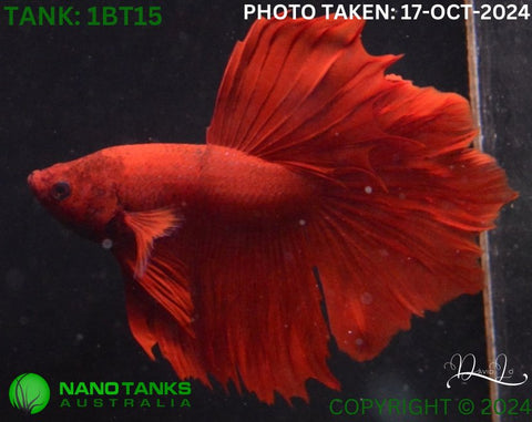 1BT15 - Full Red Halfmoon/Feathertail Betta Male - Nano Tanks Australia Aquarium Shop