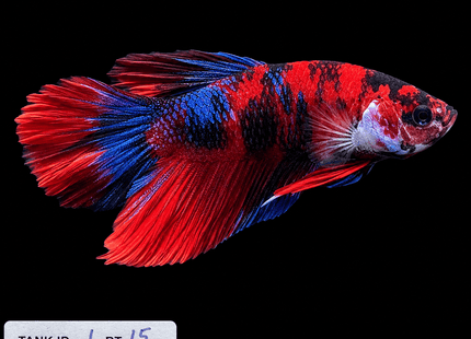 1BT15 - Halfmoon Plakat Betta Male - Nano Tanks Australia