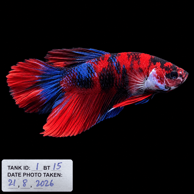 1BT15 - Halfmoon Plakat Betta Male - Nano Tanks Australia