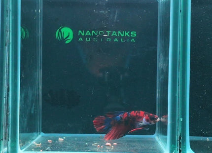 1BT15 - Halfmoon Plakat Betta Male - Nano Tanks Australia