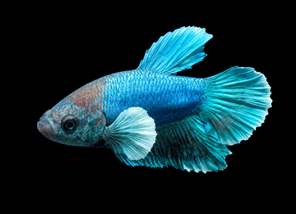 1BT16 - [ARRIVED 27-MAY-2026] Halfmoon Plakat Elephant Ear Betta Male - Nano Tanks Australia