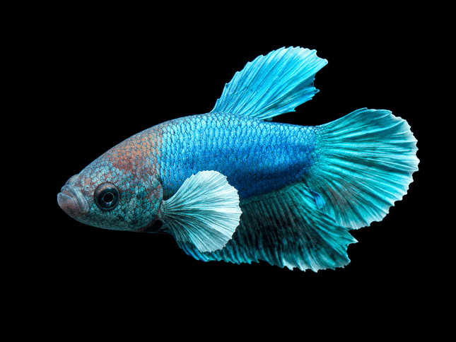 1BT16 - [ARRIVED 27-MAY-2026] Halfmoon Plakat Elephant Ear Betta Male - Nano Tanks Australia