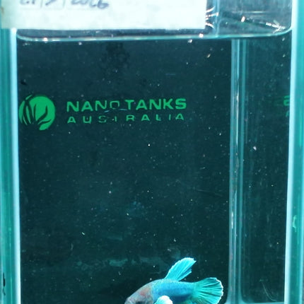 1BT16 - [ARRIVED 27 - MAY - 2026] Halfmoon Plakat Elephant Ear Betta Male - Nano Tanks Australia