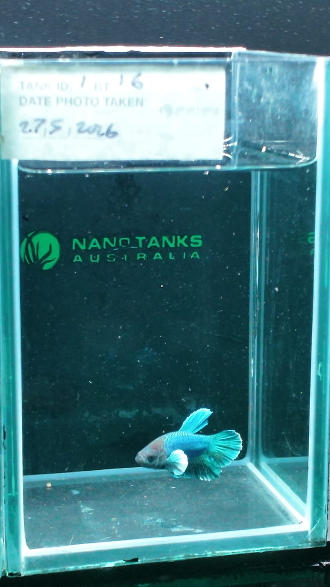 1BT16 - [ARRIVED 27 - MAY - 2026] Halfmoon Plakat Elephant Ear Betta Male - Nano Tanks Australia