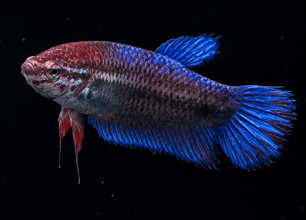 1BT16 - Halfmoon Betta Female - Nano Tanks Australia