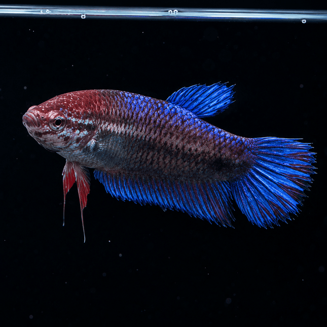1BT16 - Halfmoon Betta Female - Nano Tanks Australia