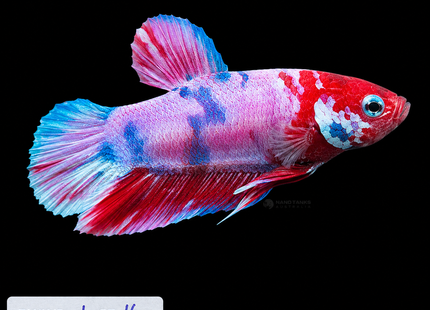 1BT16 - Halfmoon Plakat Betta Male - Nano Tanks Australia