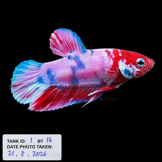 1BT16 - Halfmoon Plakat Betta Male - Nano Tanks Australia
