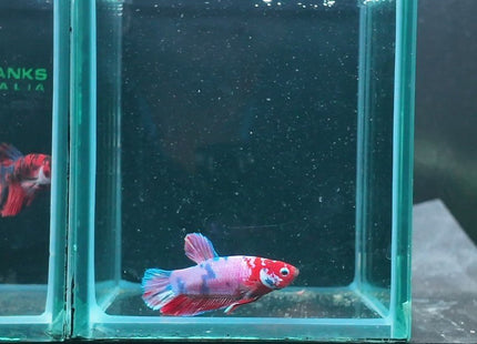 1BT16 - Halfmoon Plakat Betta Male - Nano Tanks Australia