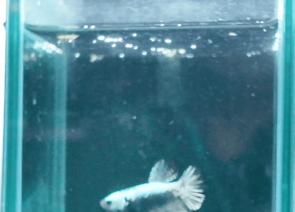 1BT16 - Silver Black Halfmoon Plakat Male Betta - Nano Tanks Australia