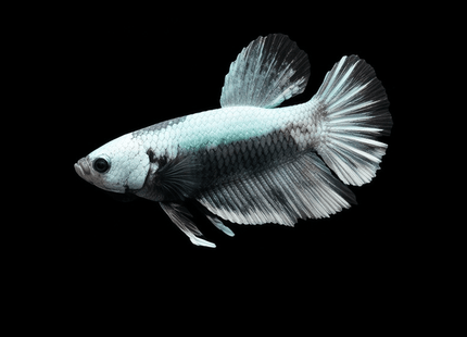 1BT16 - Silver Black Halfmoon Plakat Male Betta - Nano Tanks Australia