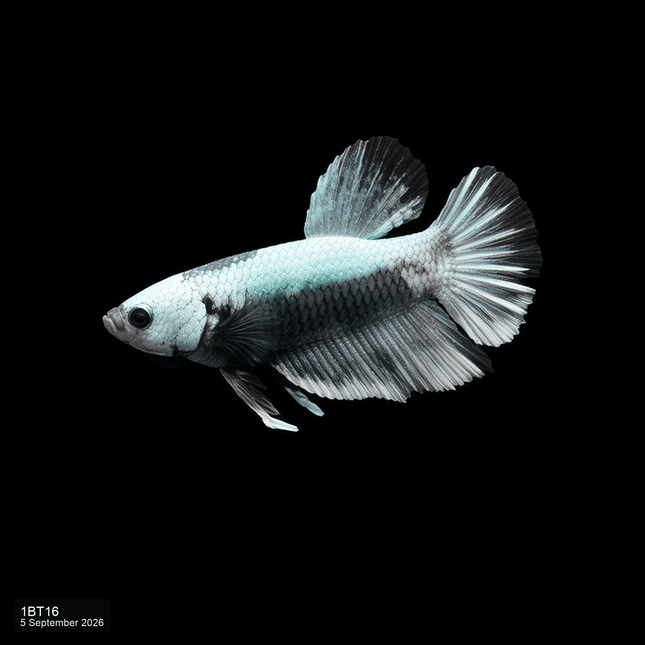 1BT16 - Silver Black Halfmoon Plakat Male Betta - Nano Tanks Australia