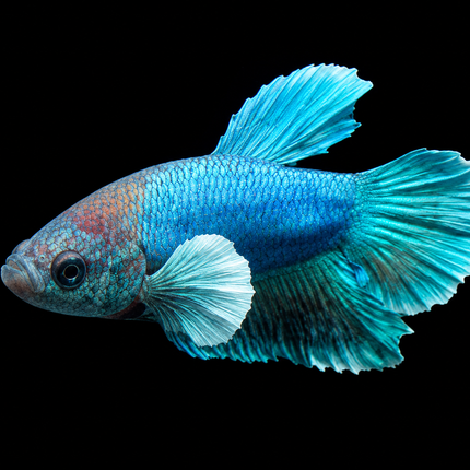 1BT16 - [ARRIVED 27-MAY-2026] Halfmoon Plakat Elephant Ear Betta Male