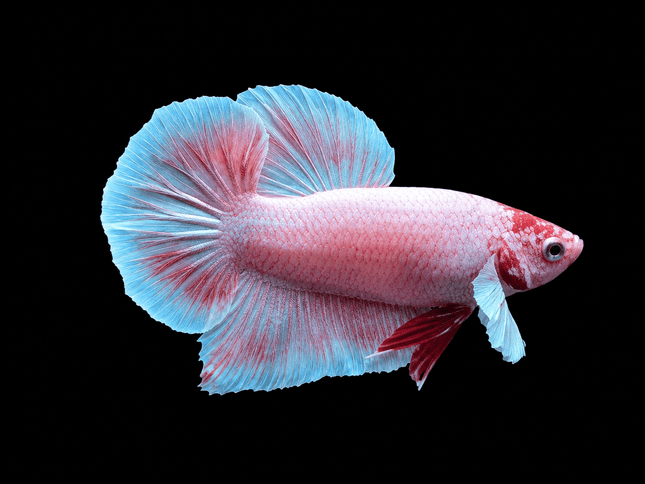 1BT21 - [ARRIVED 27-MAY-2026] Halfmoon Plakat Elephant Ear Betta Male - Nano Tanks Australia
