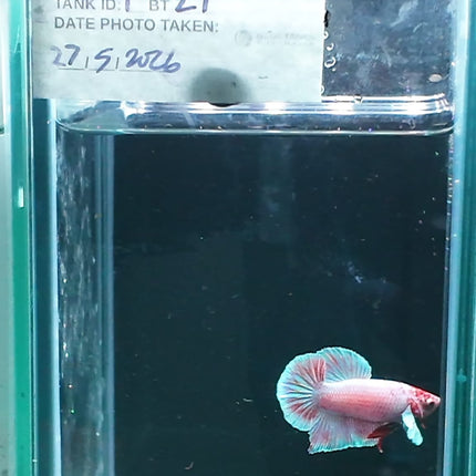 1BT21 - [ARRIVED 27 - MAY - 2026] Halfmoon Plakat Elephant Ear Betta Male - Nano Tanks Australia