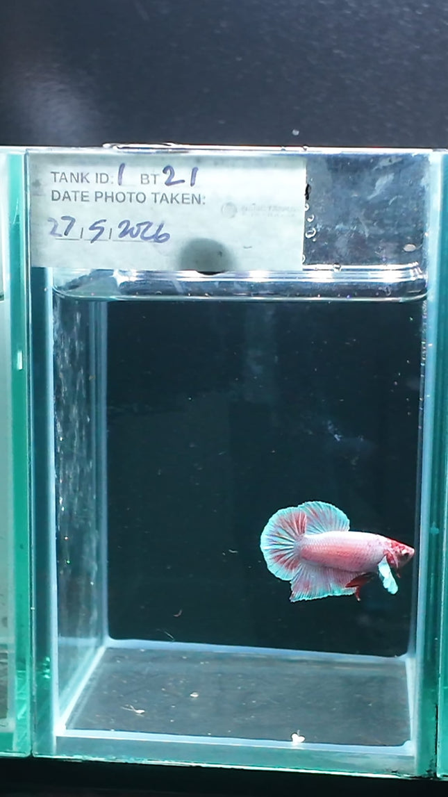 1BT21 - [ARRIVED 27 - MAY - 2026] Halfmoon Plakat Elephant Ear Betta Male - Nano Tanks Australia