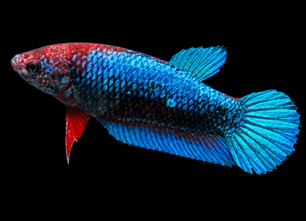 1BT21 - Halfmoon Betta Female - Nano Tanks Australia