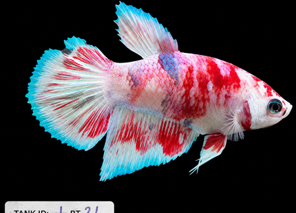 1BT21 - Halfmoon Plakat Betta Male - Nano Tanks Australia