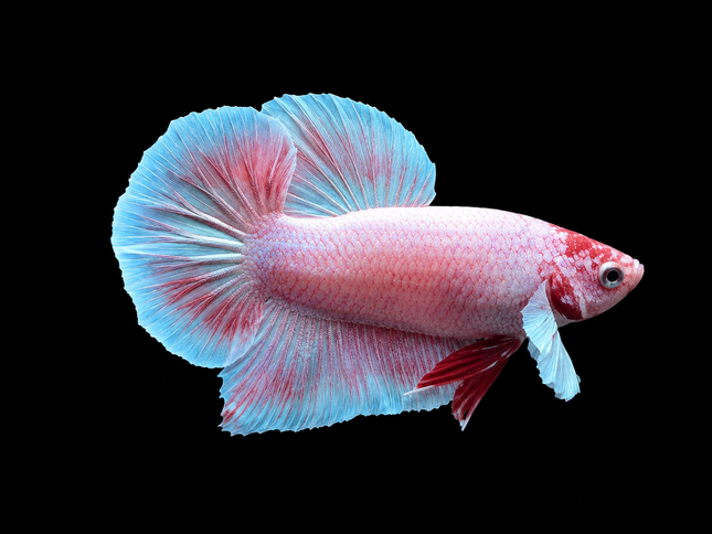 1BT21 - [ARRIVED 27-MAY-2026] Halfmoon Plakat Elephant Ear Betta Male